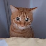Your Avatar Image