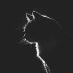 Your Avatar Image