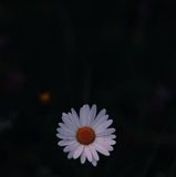 Your Avatar Image