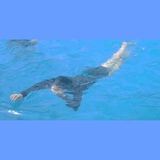 Your Avatar Image