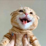 Your Avatar Image