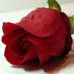 Your Avatar Image