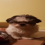 Your Avatar Image