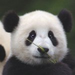 Your Avatar Image