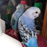 Your Avatar Image