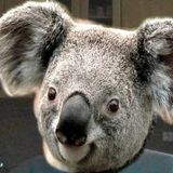 Your Avatar Image