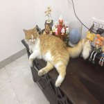 Your Avatar Image