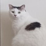 Your Avatar Image