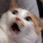Your Avatar Image