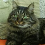Your Avatar Image
