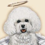 Your Avatar Image