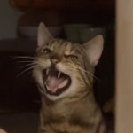 Your Avatar Image