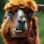 Il tuo Avatar