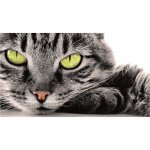 Your Avatar Image