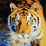 Your Avatar Image