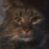 Your Avatar Image