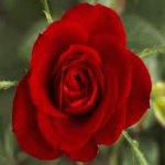 Your Avatar Image