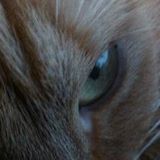 Your Avatar Image