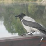 Your Avatar Image