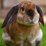 Your Avatar Image