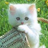 Your Avatar Image