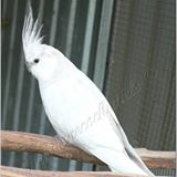 Your Avatar Image