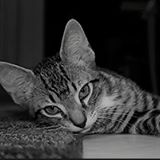 Your Avatar Image