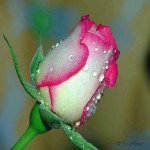 Your Avatar Image