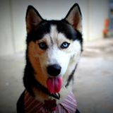 Your Avatar Image