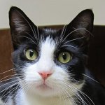 Your Avatar Image