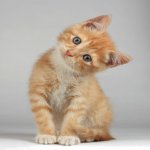 Your Avatar Image