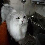 Your Avatar Image
