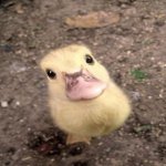 Your Avatar Image