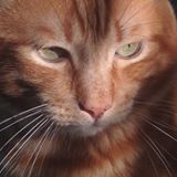 Your Avatar Image