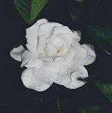 Your Avatar Image