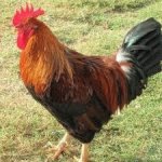 Your Avatar Image